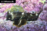 synchiropus stellatus synchiropus stellatus