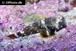 synchiropus stellatus synchiropus stellatus