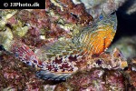 synchiropus stellatus synchiropus stellatus