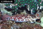 synchiropus stellatus synchiropus stellatus