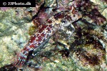 synchiropus stellatus synchiropus stellatus