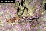 synchiropus stellatus synchiropus stellatus