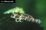 synchiropus stellatus synchiropus stellatus