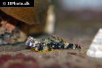 synchiropus stellatus synchiropus stellatus