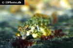 synchiropus stellatus synchiropus stellatus