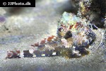 synchiropus stellatus synchiropus stellatus