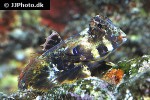 synchiropus stellatus synchiropus stellatus