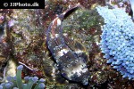 synchiropus stellatus synchiropus stellatus