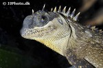 acanthosaura capra mountain horned dragon acanthosaura capra mountain horned dragon