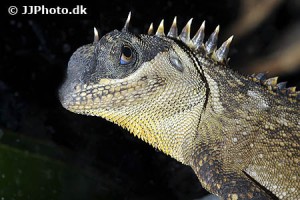 Dragons Lizards & Agamas