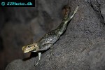 agama agama redheaded rock agama agama agama redheaded rock agama