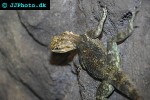 agama agama redheaded rock agama agama agama redheaded rock agama