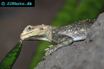agama agama redheaded rock agama agama agama redheaded rock agama
