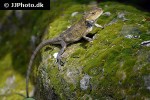 agama atra southern african rock agama agama atra southern african rock agama