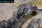 chlamydosaurus kingii frilled dragon chlamydosaurus kingii frilled dragon