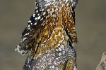 chlamydosaurus kingii frilled dragon chlamydosaurus kingii frilled dragon