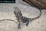 chlamydosaurus kingii frilled dragon chlamydosaurus kingii frilled dragon