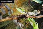 gonocephalus chamaeleontinus chameleon forest dragon gonocephalus chamaeleontinus chameleon forest dragon