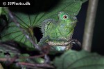 gonocephalus chamaeleontinus chameleon forest dragon gonocephalus chamaeleontinus chameleon forest dragon