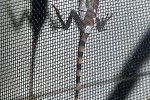 gonocephalus chamaeleontinus chameleon forest dragon gonocephalus chamaeleontinus chameleon forest dragon