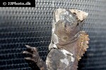 gonocephalus chamaeleontinus chameleon forest dragon gonocephalus chamaeleontinus chameleon forest dragon
