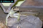 hydrosaurus pustulatus sailfin dragon hydrosaurus pustulatus sailfin dragon
