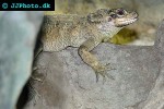 hydrosaurus pustulatus sailfin dragon hydrosaurus pustulatus sailfin dragon