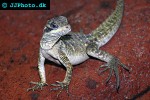 hydrosaurus pustulatus sailfin dragon hydrosaurus pustulatus sailfin dragon
