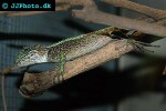 japalura splendida greenstriped tree dragon japalura splendida greenstriped tree dragon