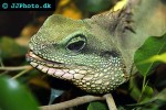 physignathus concincinus green water dragon physignathus concincinus green water dragon