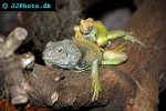 physignathus concincinus green water dragon physignathus concincinus green water dragon