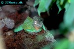 physignathus concincinus green water dragon physignathus concincinus green water dragon