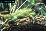 physignathus concincinus green water dragon physignathus concincinus green water dragon