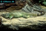 physignathus concincinus green water dragon physignathus concincinus green water dragon