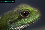 physignathus concincinus green water dragon physignathus concincinus green water dragon