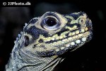 physignathus concincinus green water dragon physignathus concincinus green water dragon