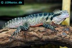 physignathus leseurii australian water dragon physignathus leseurii australian water dragon