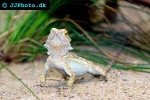 pogona vitticeps bearded dragon pogona vitticeps bearded dragon