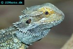 pogona vitticeps bearded dragon pogona vitticeps bearded dragon