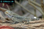 pogona vitticeps bearded dragon pogona vitticeps bearded dragon