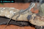 pogona vitticeps bearded dragon pogona vitticeps bearded dragon