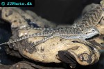 pogona vitticeps bearded dragon pogona vitticeps bearded dragon