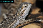pogona vitticeps bearded dragon pogona vitticeps bearded dragon