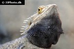 pogona vitticeps bearded dragon pogona vitticeps bearded dragon