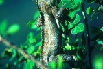 salea horsfieldii nilgiri dragon salea horsfieldii nilgiri dragon
