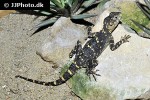 stellagama stellio picea painted clown dragon stellagama stellio picea painted clown dragon