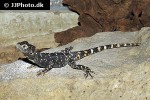 stellagama stellio picea painted clown dragon stellagama stellio picea painted clown dragon