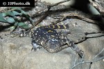 stellagama stellio picea painted clown dragon stellagama stellio picea painted clown dragon