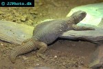 uromastyx aegyptius spiny tailed lizard uromastyx aegyptius spiny tailed lizard