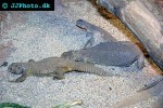 uromastyx aegyptius spiny tailed lizard uromastyx aegyptius spiny tailed lizard